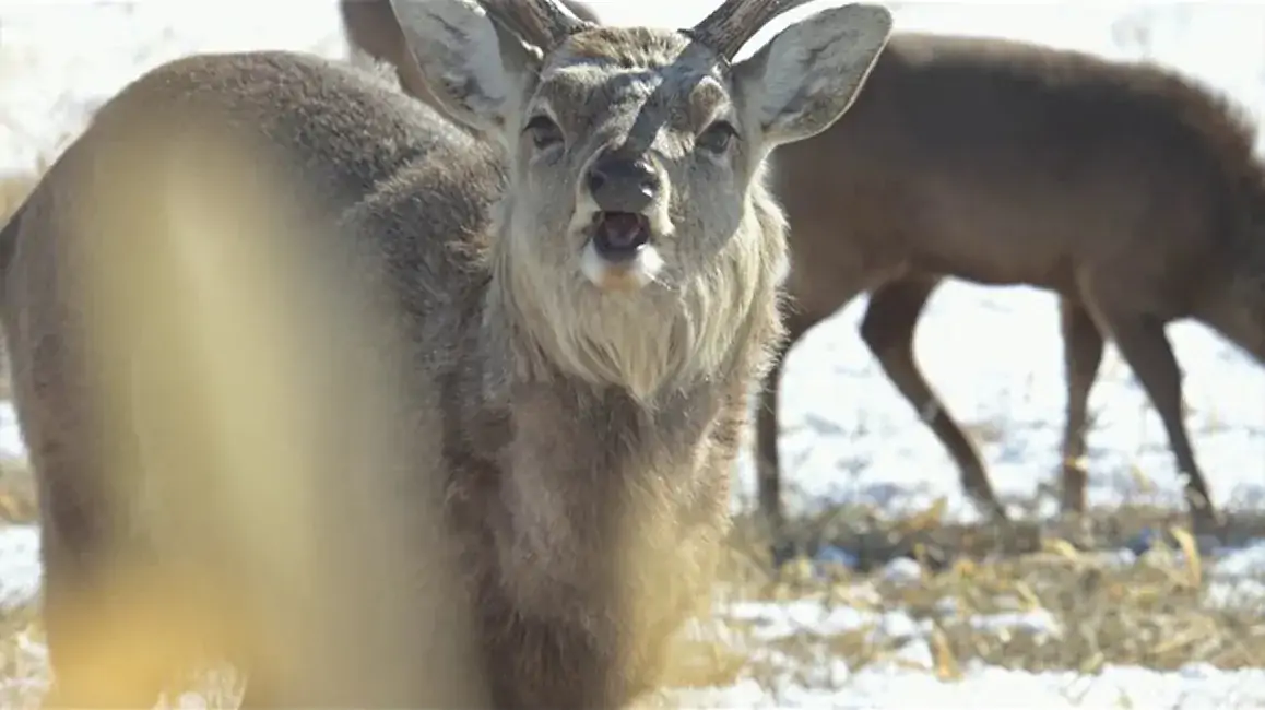 『知床ねむろ』Winter Season Movie 2020