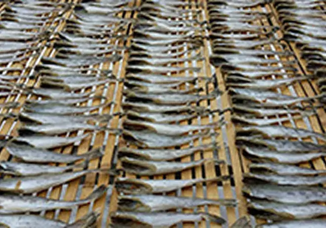 風蓮湖や温根沼のコマイ