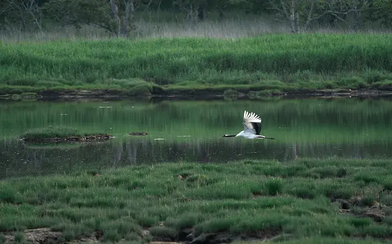 春国岱_タンチョウ