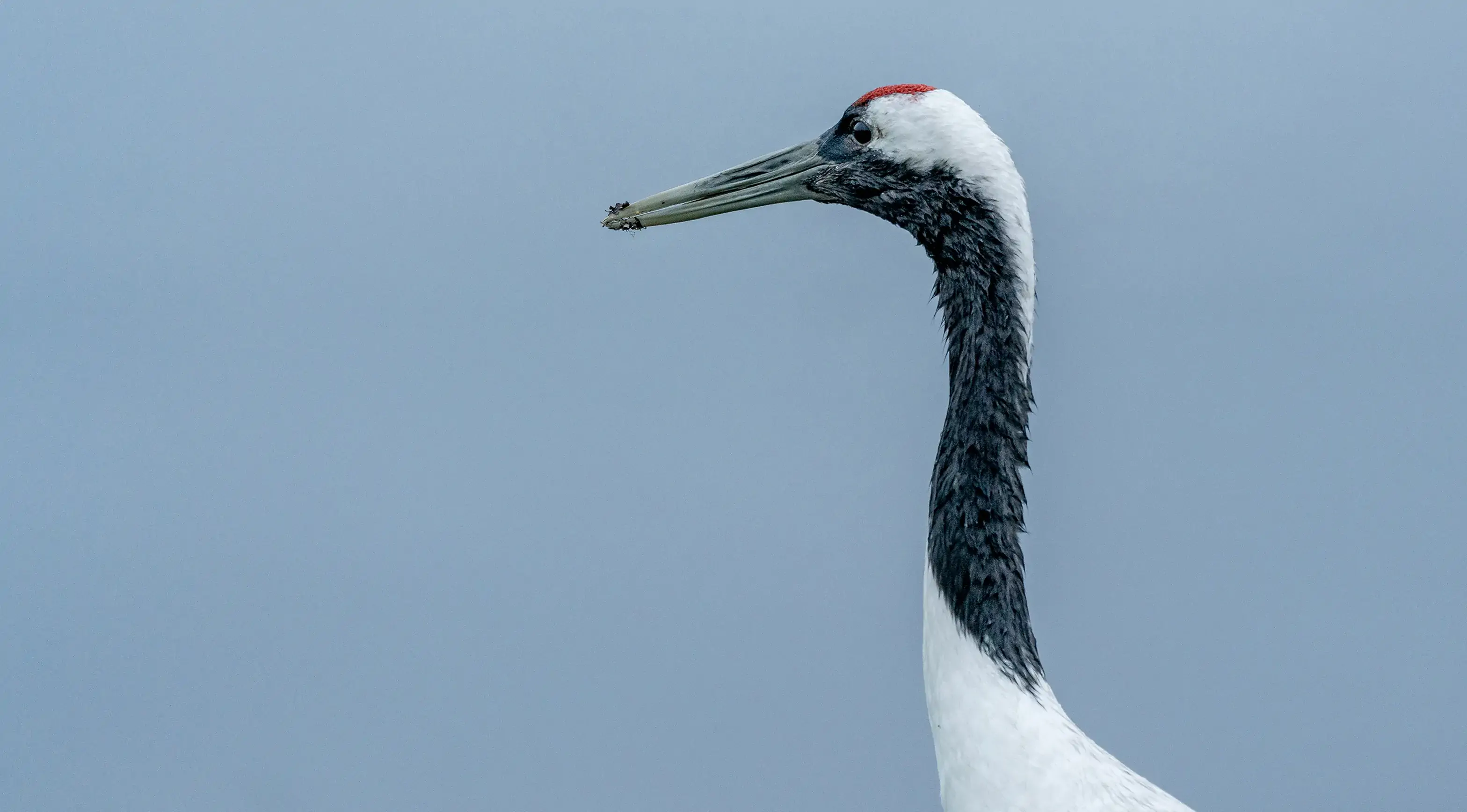 春国岱_タンチョウ