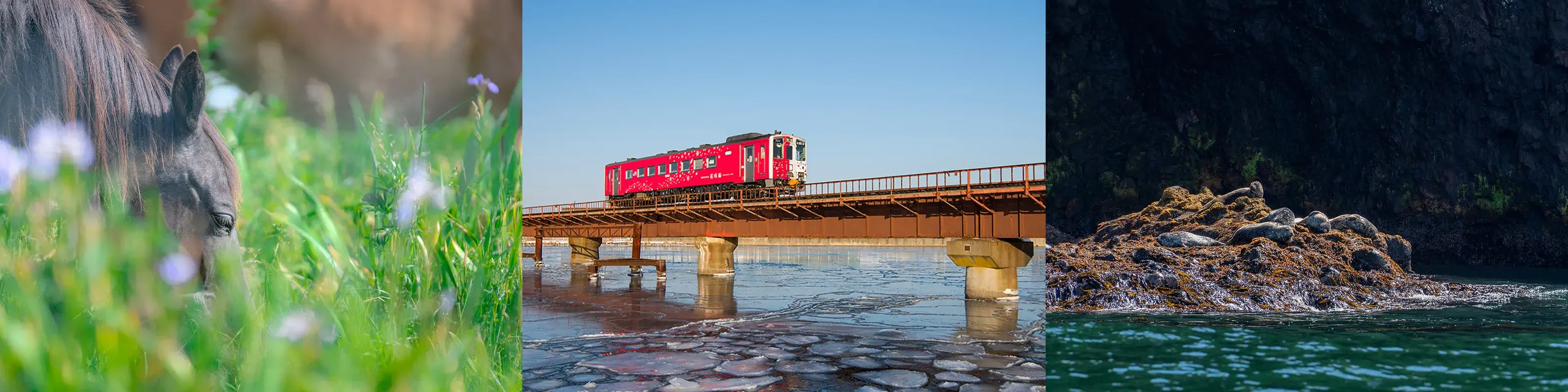 厚岸あやめヶ原_放牧馬 花咲線ラッピングトレイン 落石沖_アザラシ