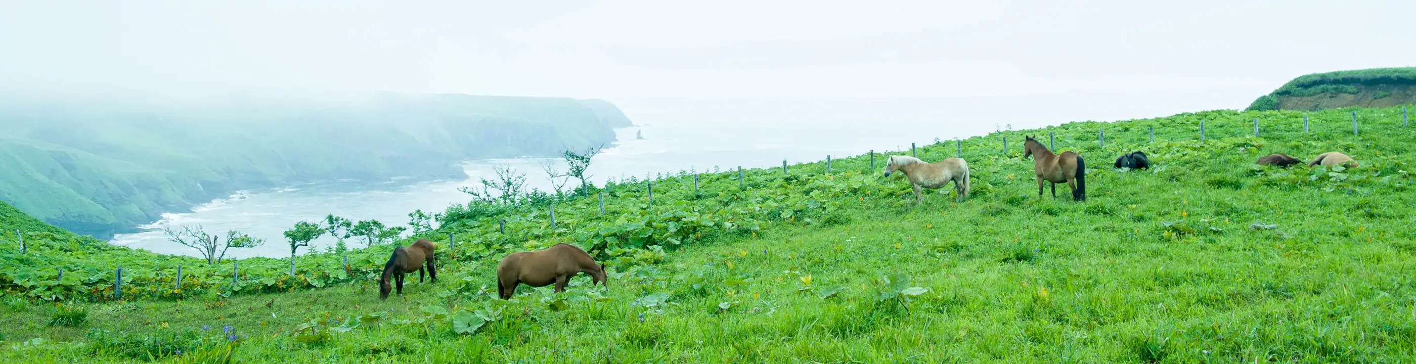 あやめヶ原_放牧馬