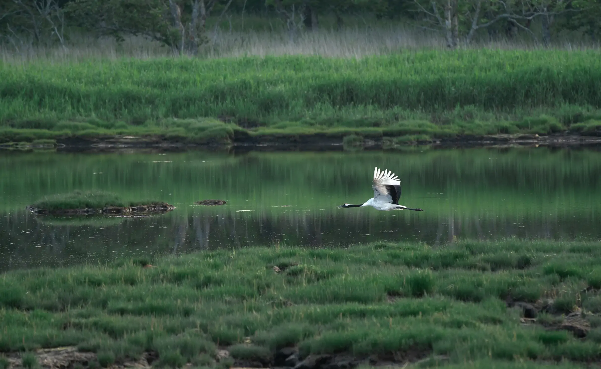 春国岱_タンチョウ