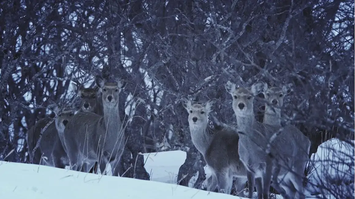 [冬] 空から見る花咲線　落石篇