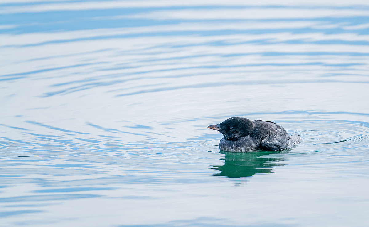 落石沖_ウトウ幼鳥