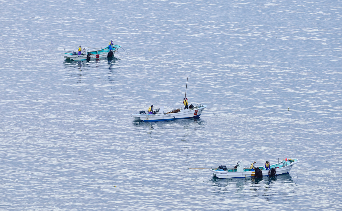 アゼチ岬_昆布漁