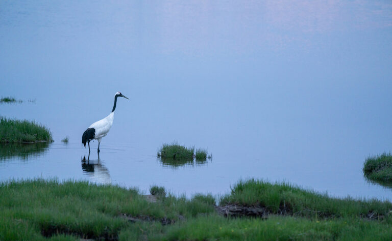 春国岱_タンチョウ