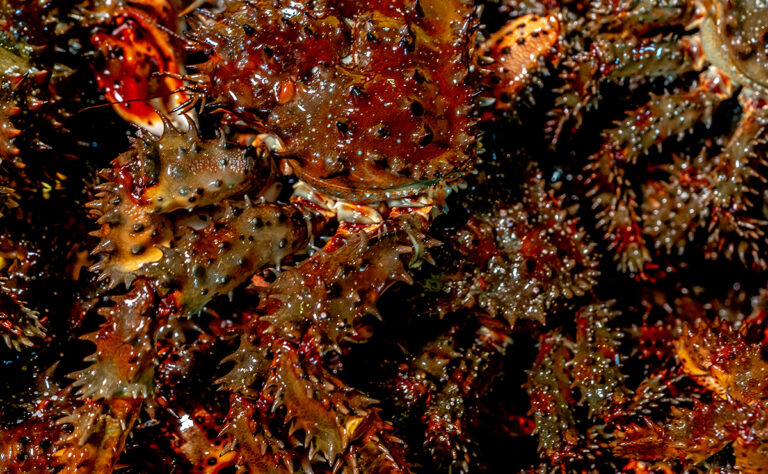 花咲港_花咲ガニ