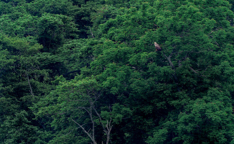 春国岱_オジロワシ