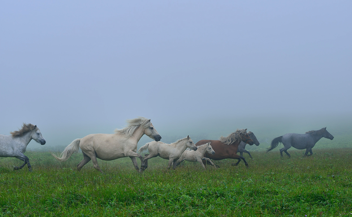 浜松フットパス_放牧馬
