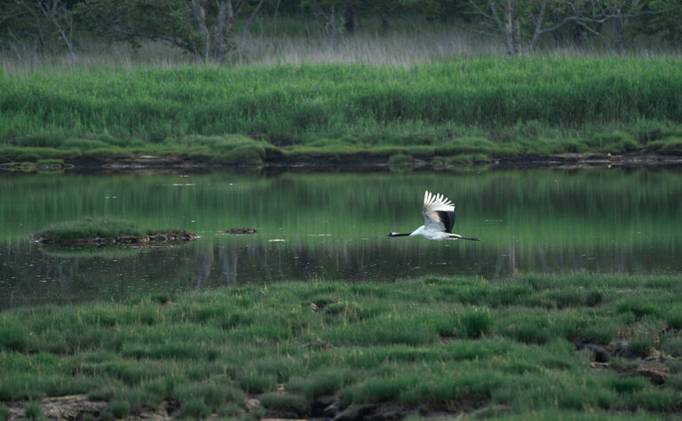 春国岱_タンチョウ