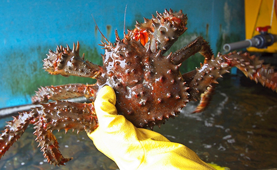 かに屋 めし屋 大八