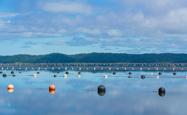 厚岸湖_牡蠣の養殖