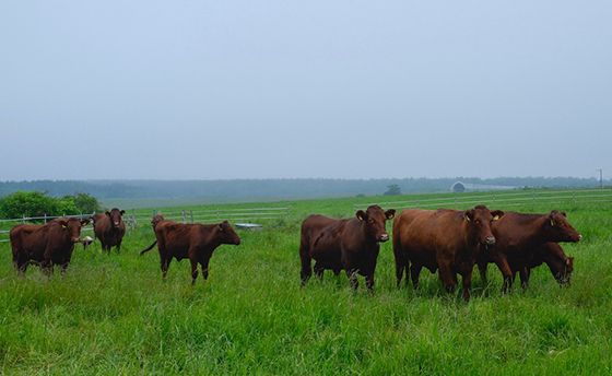 明郷 伊藤☆牧場 レストランATTOKO（あっとこ）