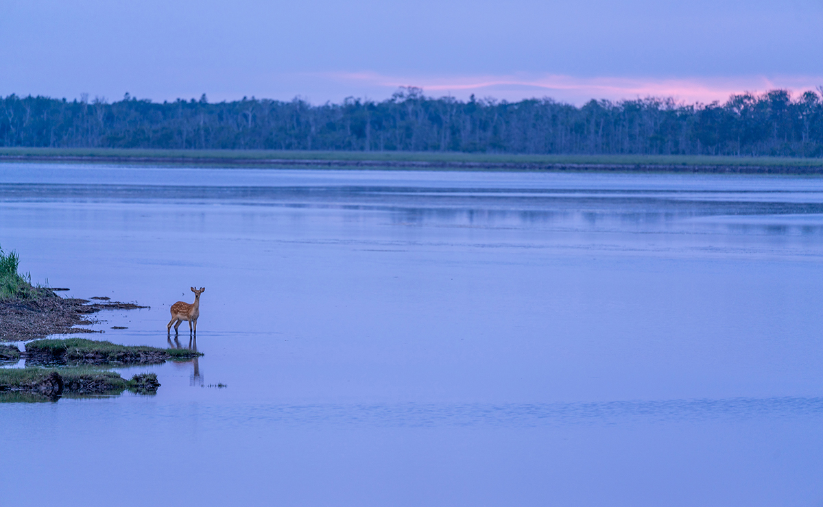春国岱_エゾシカ
