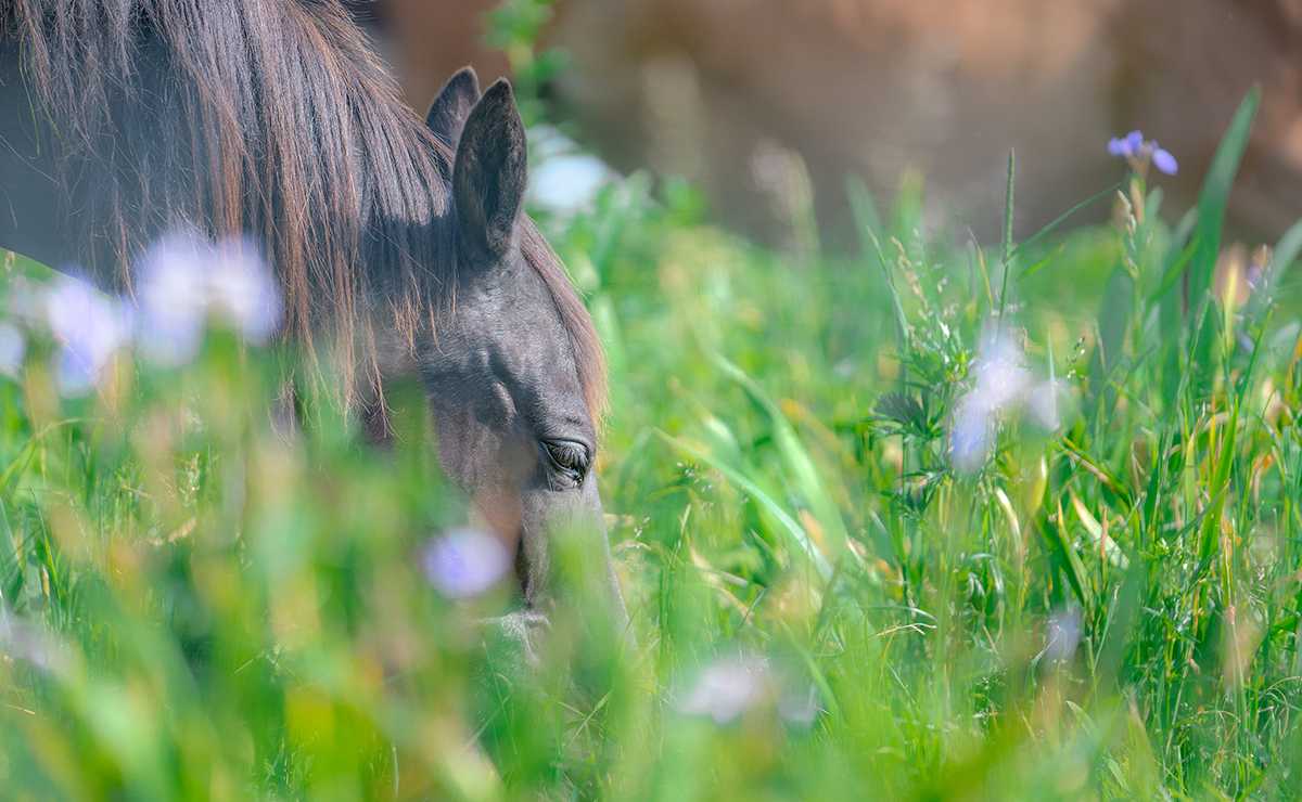 厚岸あやめヶ原_放牧馬