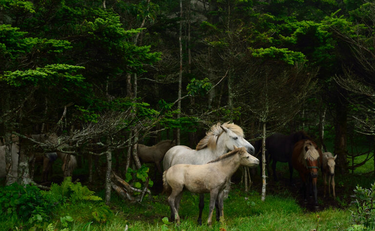 浜松フットパス_放牧馬