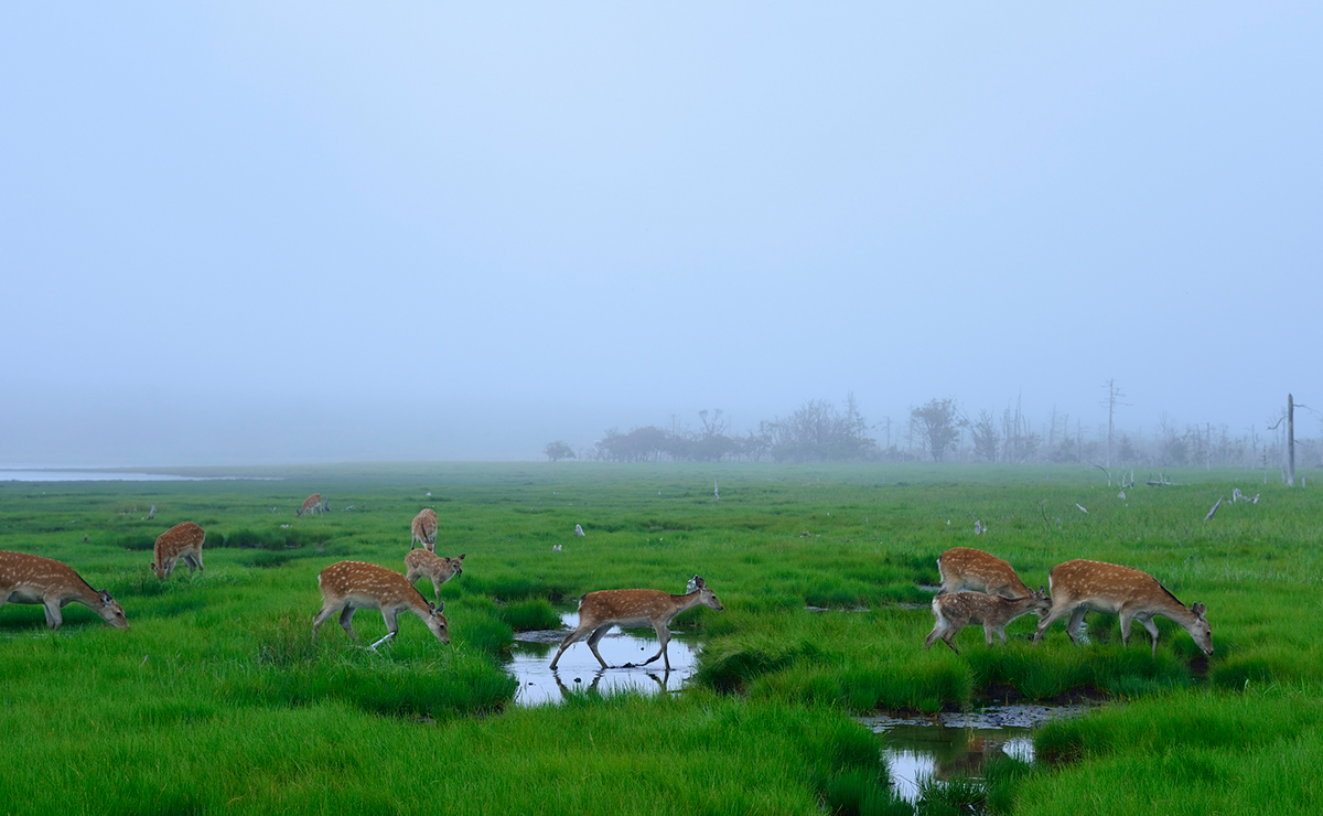 春国岱_鹿の群れ