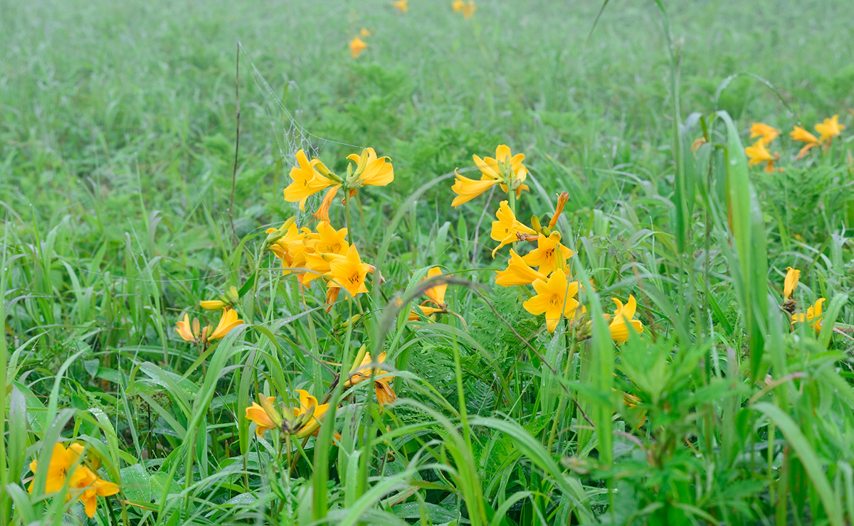 双沖_エゾカンゾウの群生