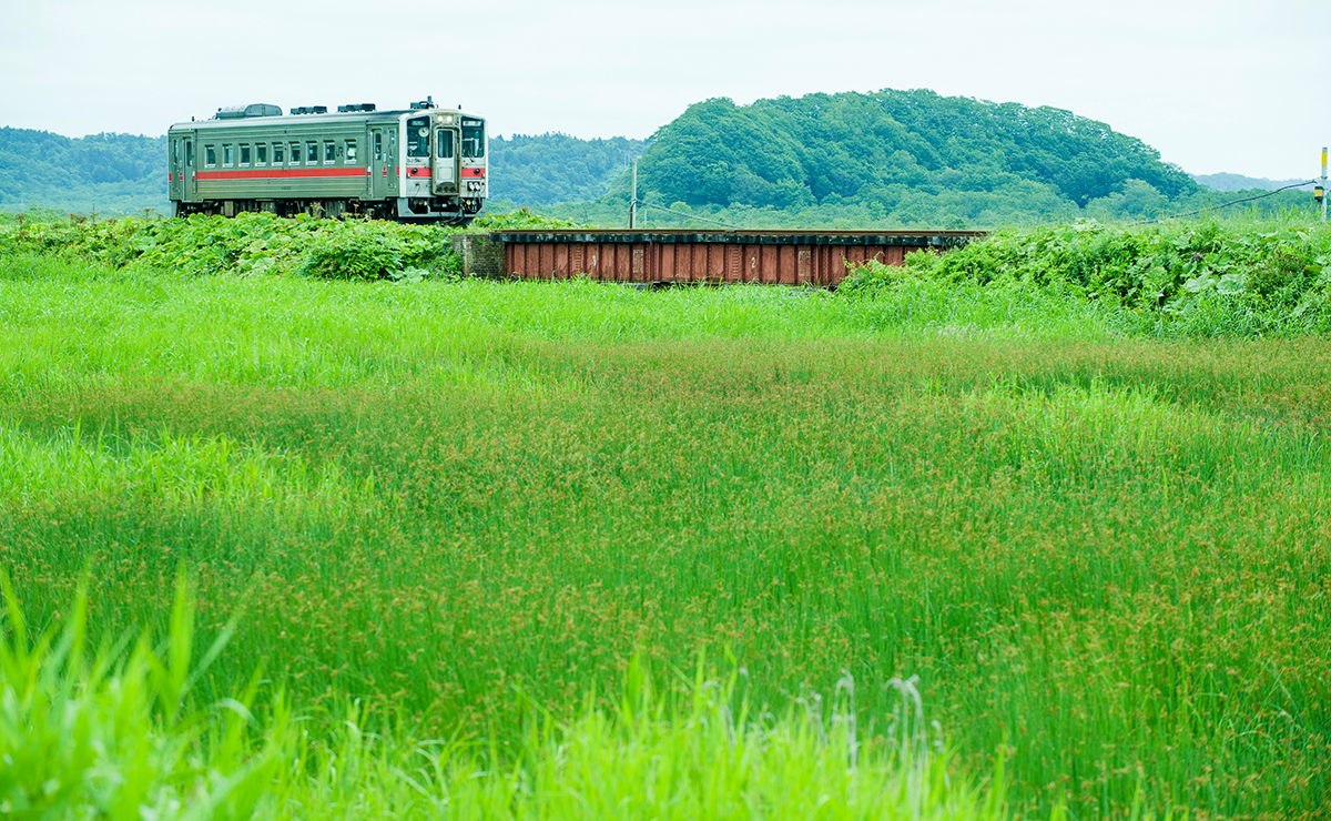 別寒辺牛湿原_花咲線