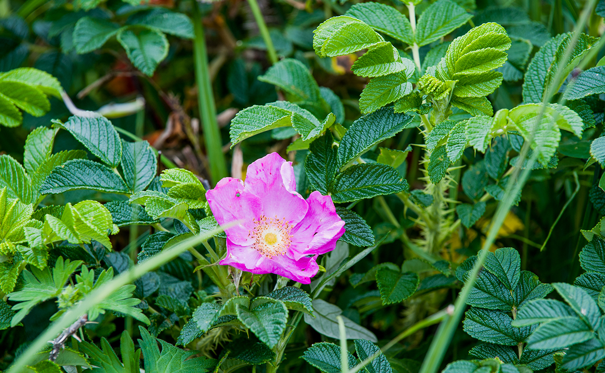フレシマ湿原_ハマナス