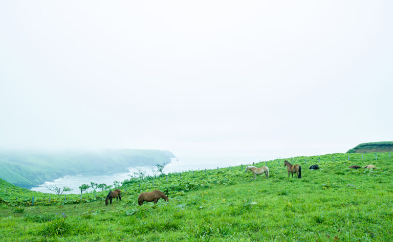 あやめヶ原_放牧馬