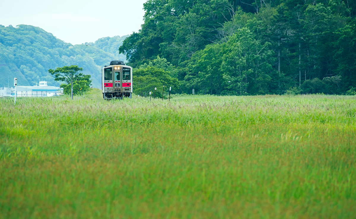 別寒辺牛湿原_花咲線