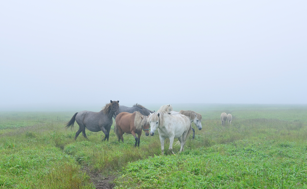 浜松フットパス_放牧馬