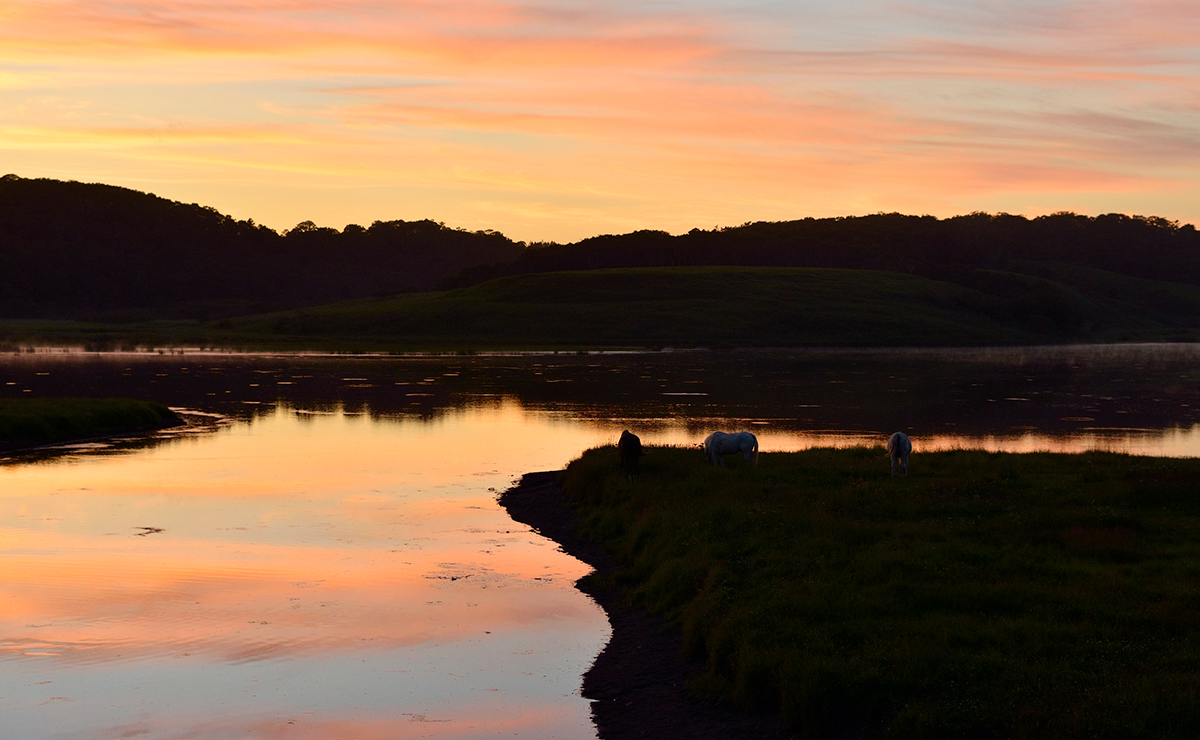 恵茶人沼_放牧馬