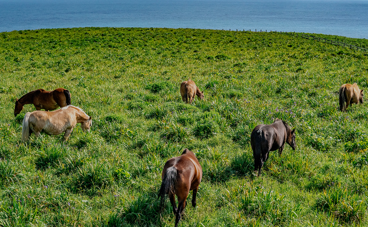 厚岸あやめヶ原_放牧馬