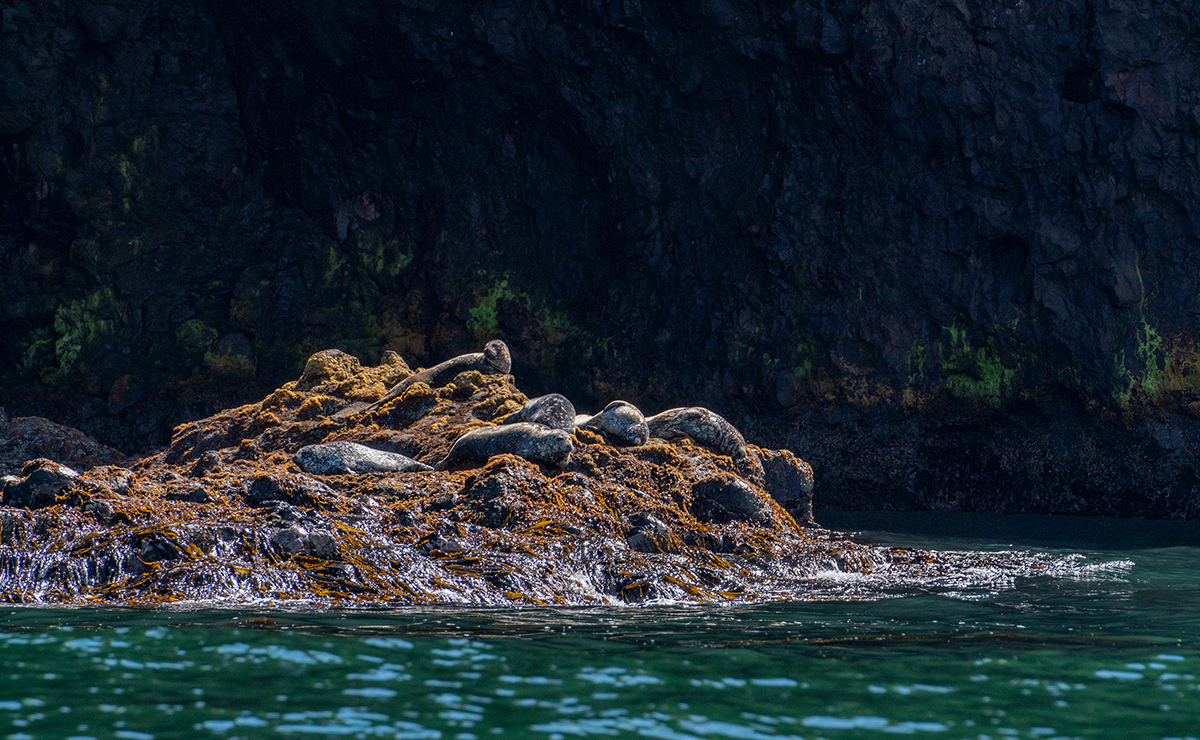 落石沖_アザラシ