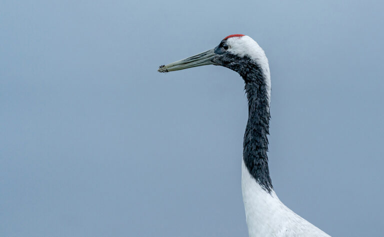 春国岱_タンチョウ