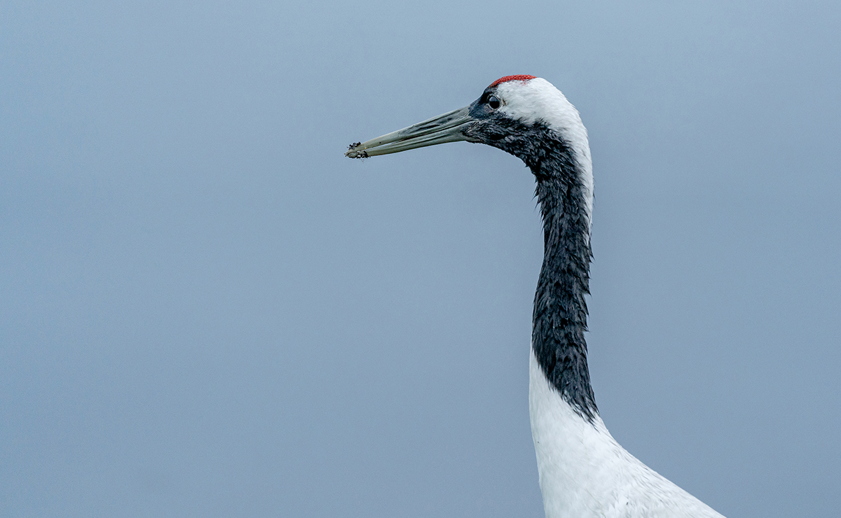 春国岱_タンチョウ