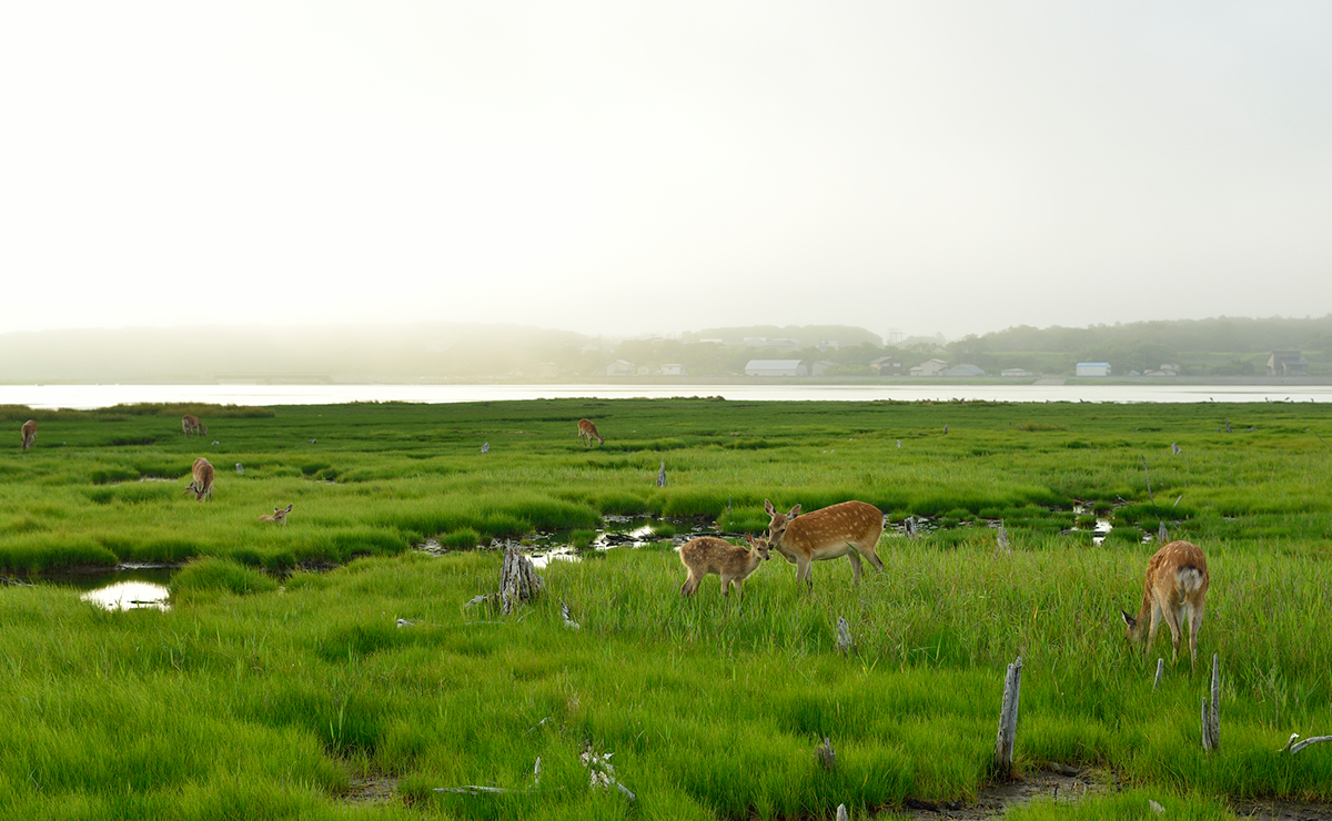 春国岱_鹿の親子