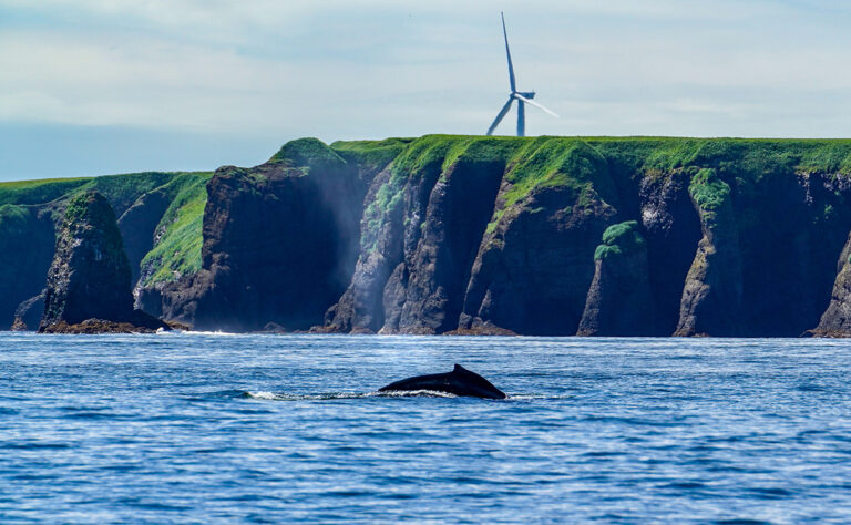落石沖_ミンククジラ