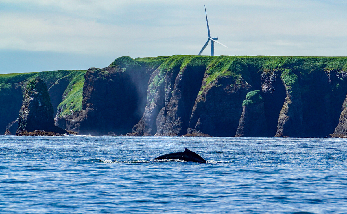 落石沖_ミンククジラ