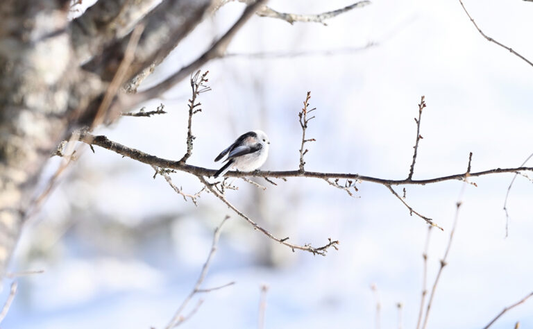 根室市　明治公園のシマエナガ