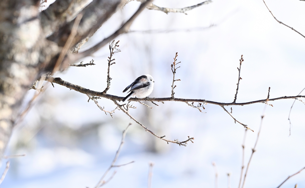 根室市　明治公園のシマエナガ