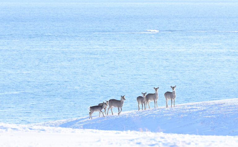 根室市 浜松フットパス