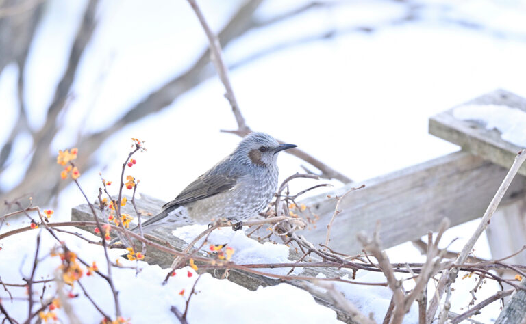 根室市 光洋町のヒヨドリ