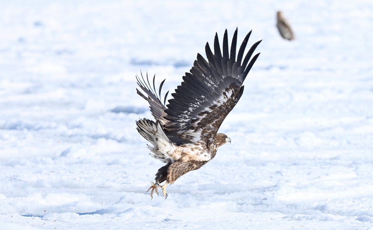 根室市 根室港のオジロワシ
