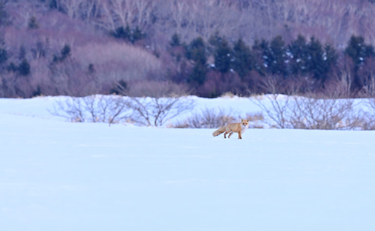 根室市　冬の農村風景