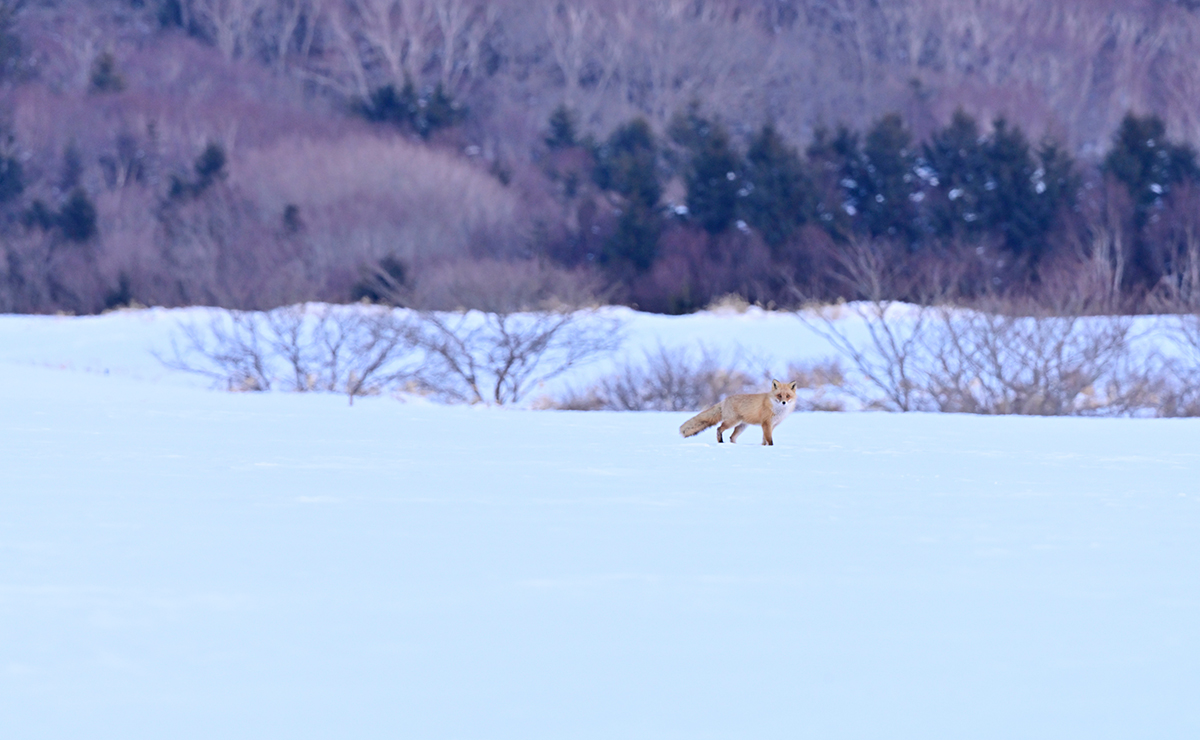 根室市　冬の農村風景