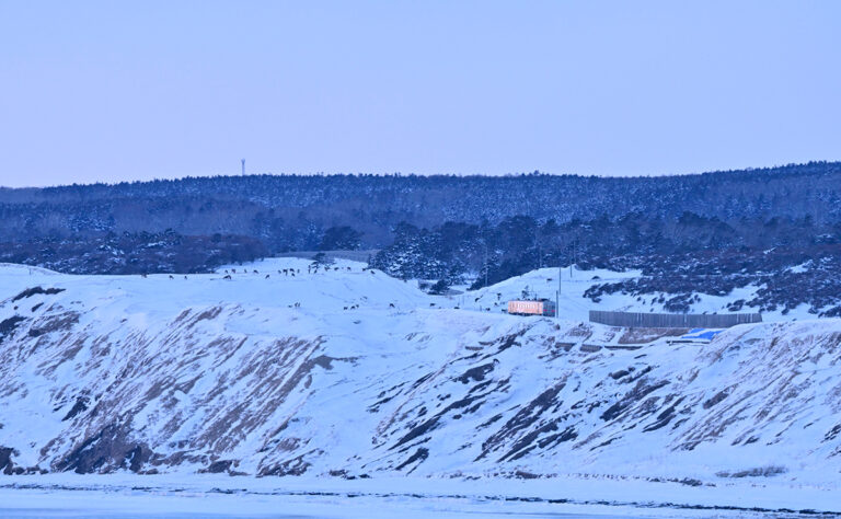 根室市 落⽯海岸の蝦夷鹿