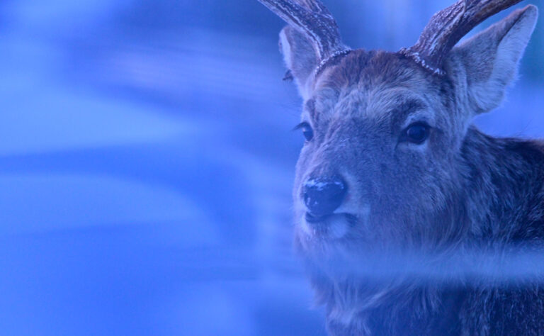 根室市 落⽯岬の蝦夷鹿