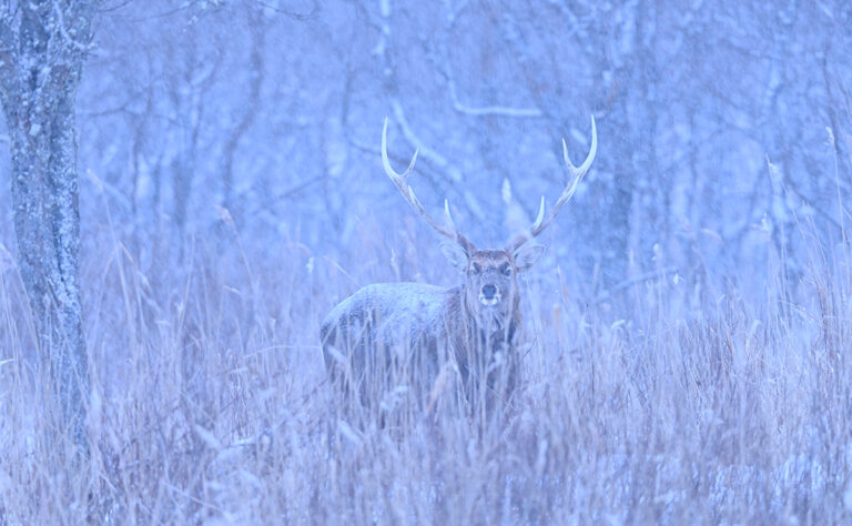 浜中町 霧多布湿原