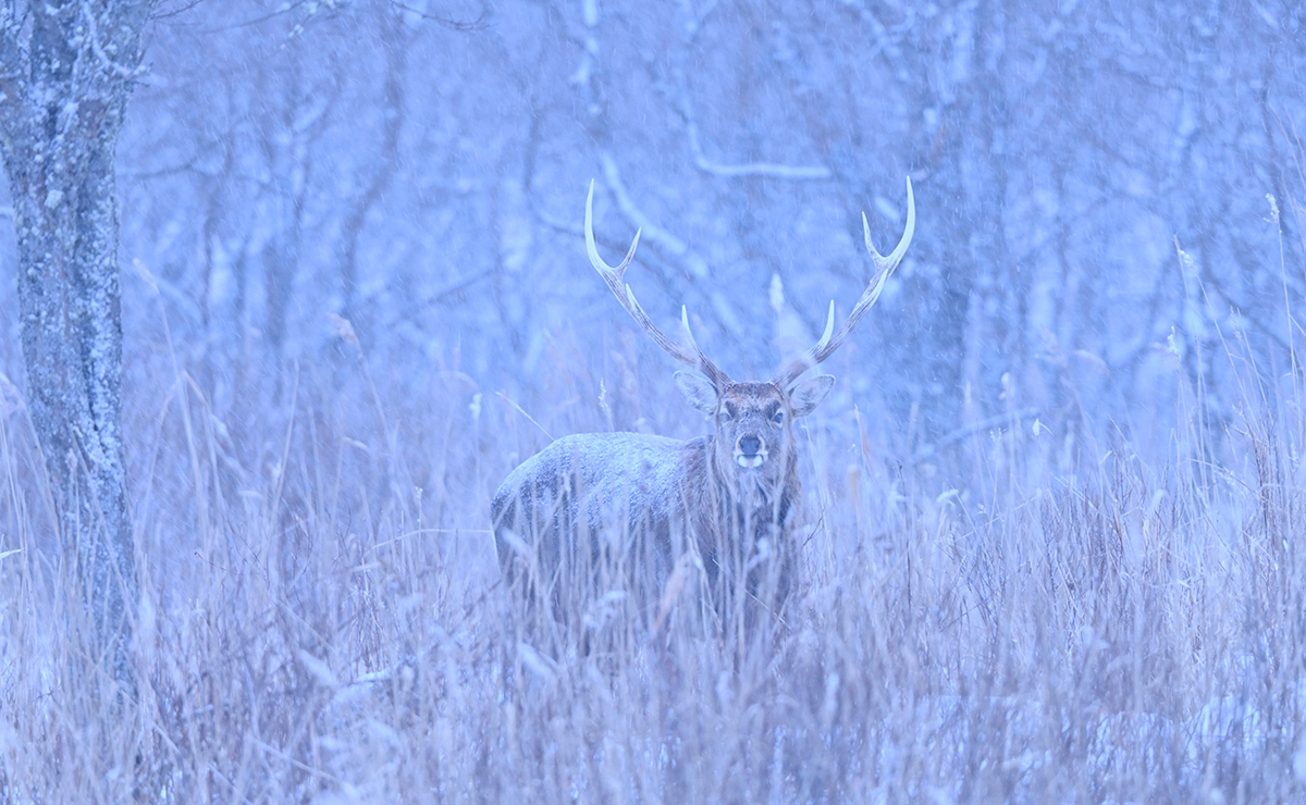 浜中町 霧多布湿原