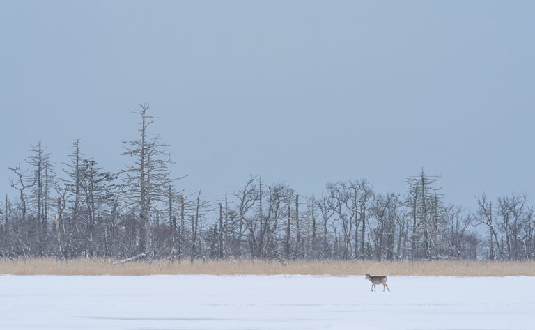 風連湖 エゾシカ