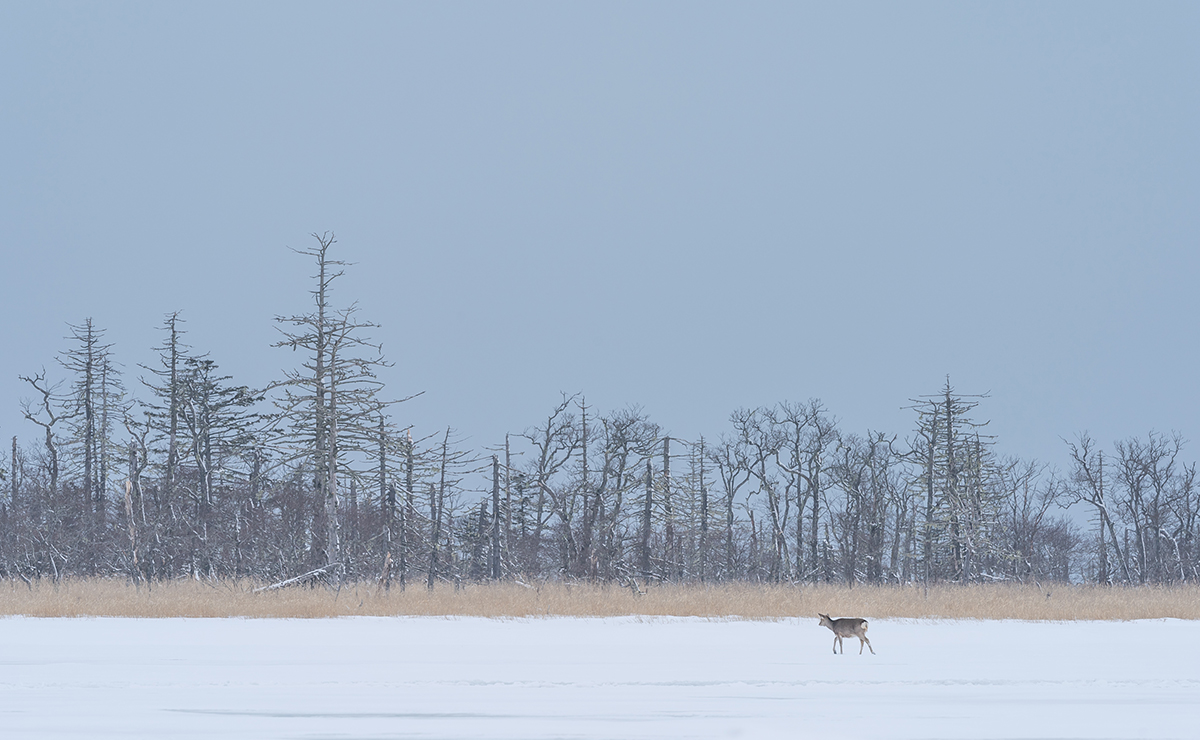 風連湖 エゾシカ
