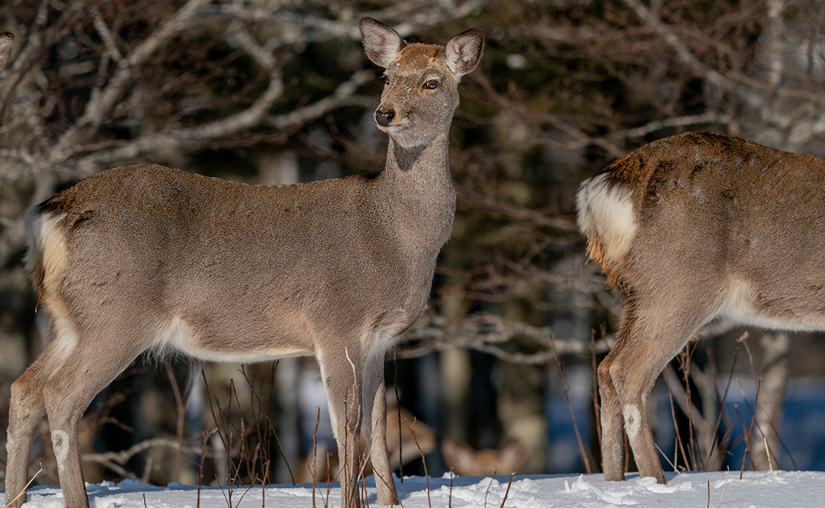 落石駅 線路脇のエゾシカ